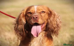 Cocker Spaniel dogs for sale: Beautiful Working Cocker Spaniel Boys - Image 14