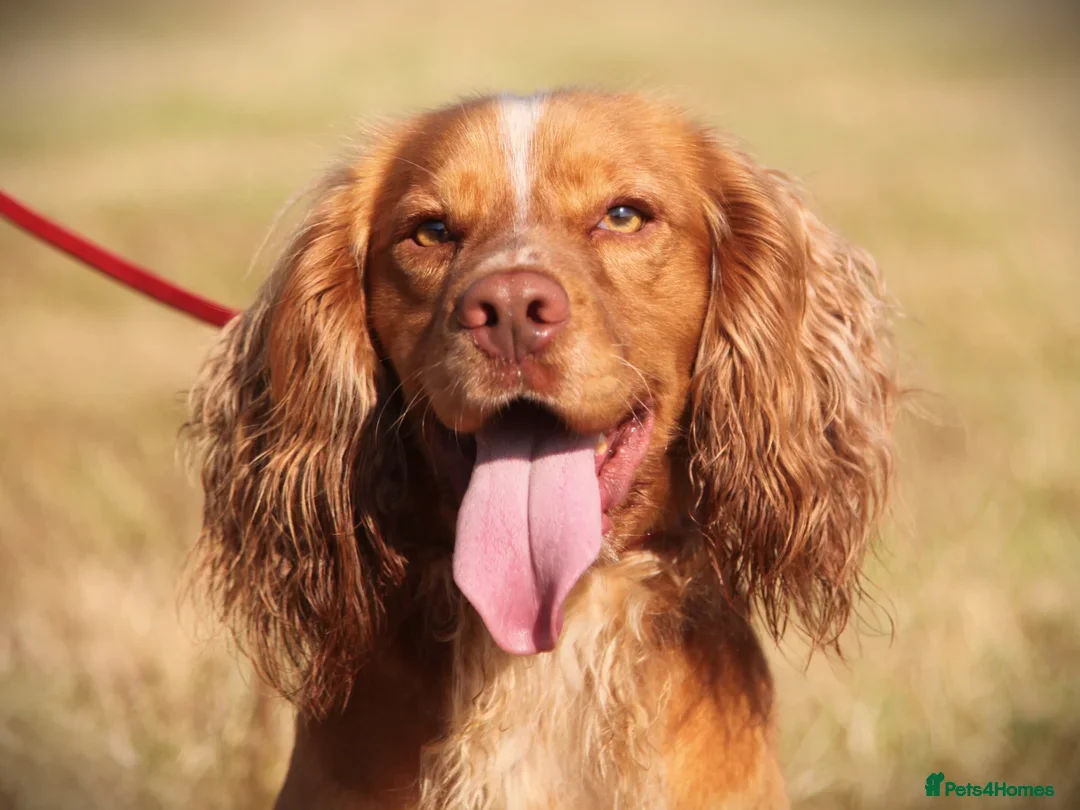 Cocker Spaniel dogs for sale: Beautiful Working Cocker Spaniel Boys - Image 14