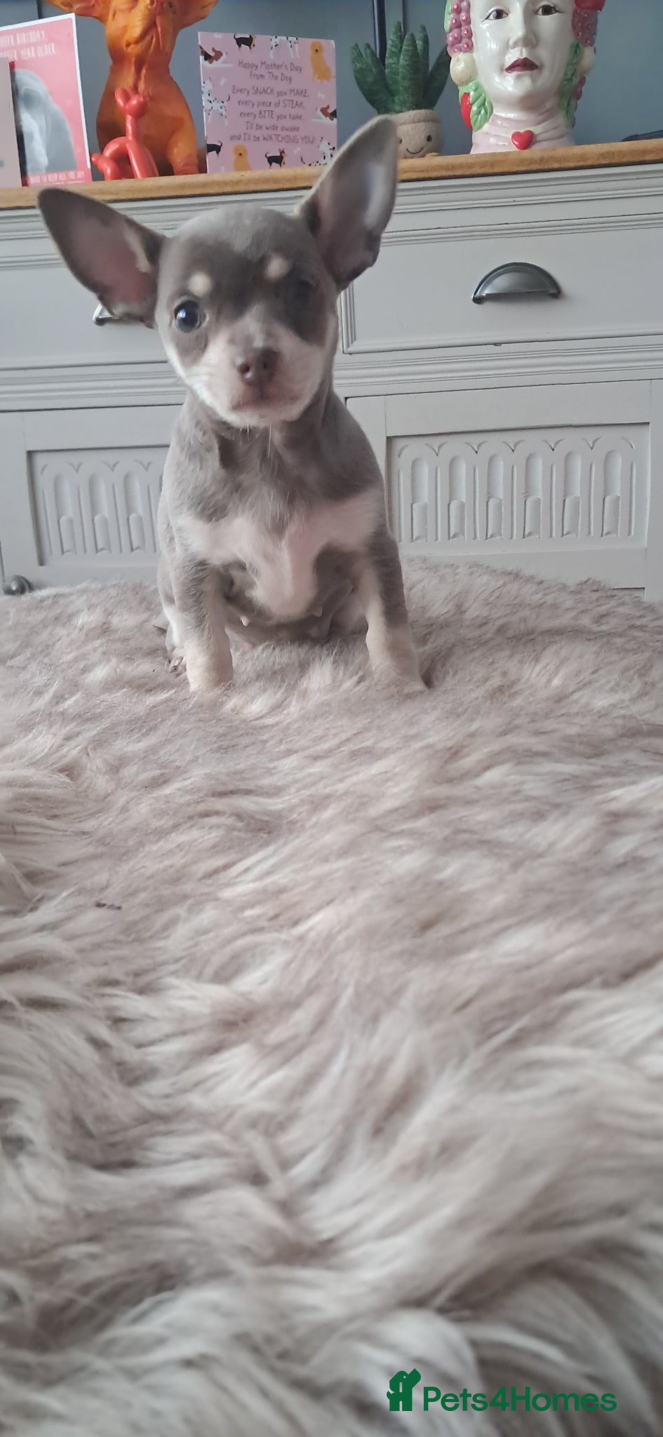 Mixed Breed dogs Three Tiny babies - Advert 2