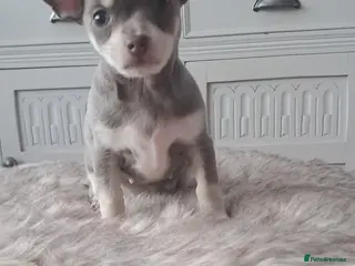 Mixed Breed dogs Three Tiny babies - Advert 2