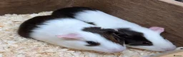 Guinea Pig rodents for sale: A pair of sisters - Dutch golden agouti - Advert 7