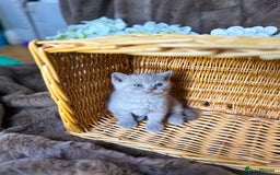 British Shorthair cats for sale: Tica reg 🌈 10colours British shorthair kittens  - Image 11