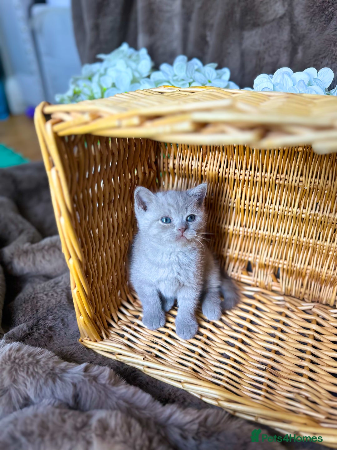 British Shorthair cats for sale: Tica reg 🌈 10colours British shorthair kittens  - Image 11