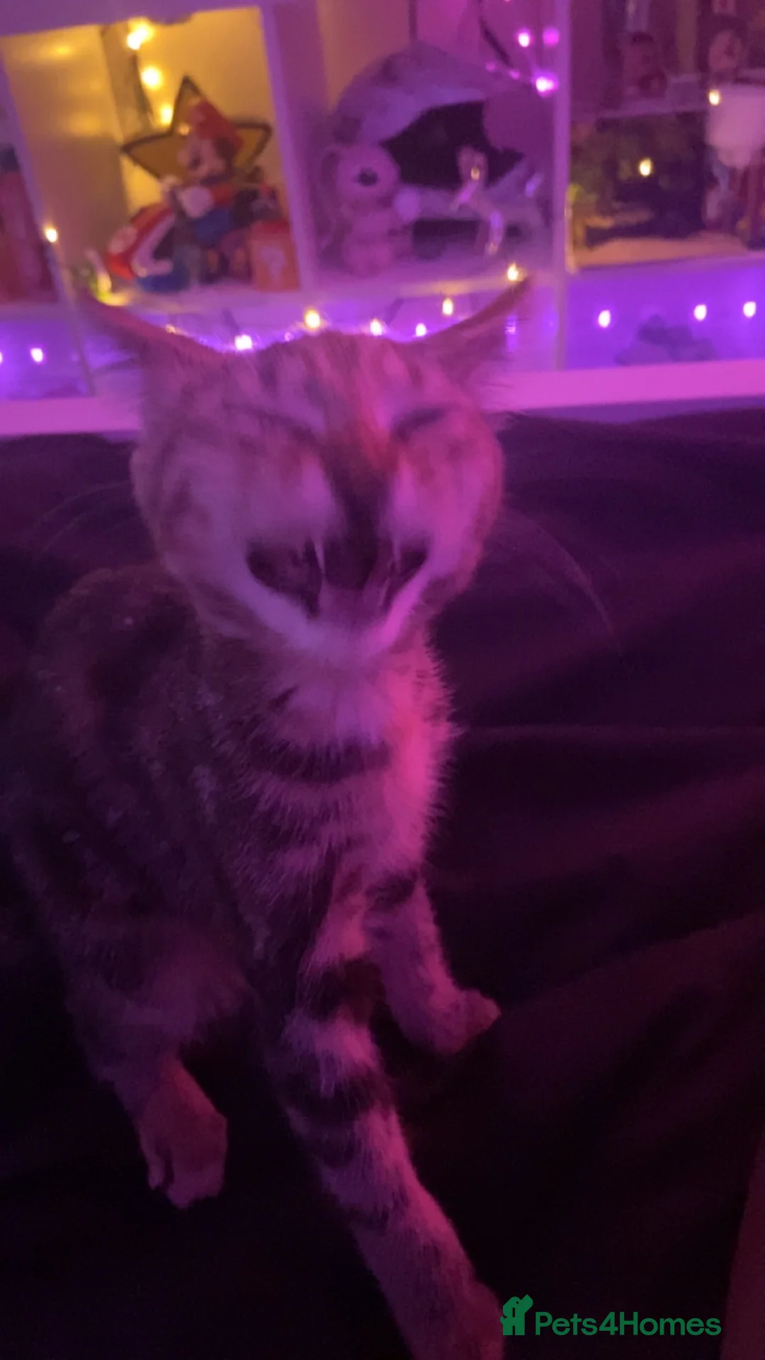 Mixed Breed cats for sale: Sushi for sale - Advert 2
