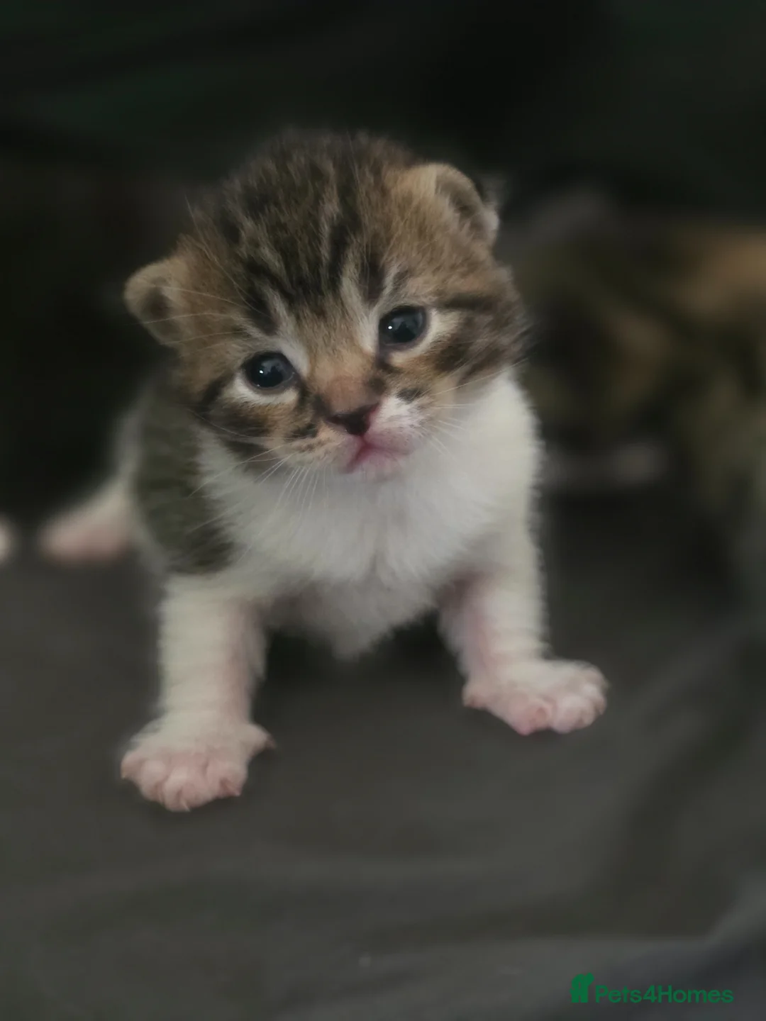 Mixed Breed cats for sale: 3 beautifuk kittens - Advert 1