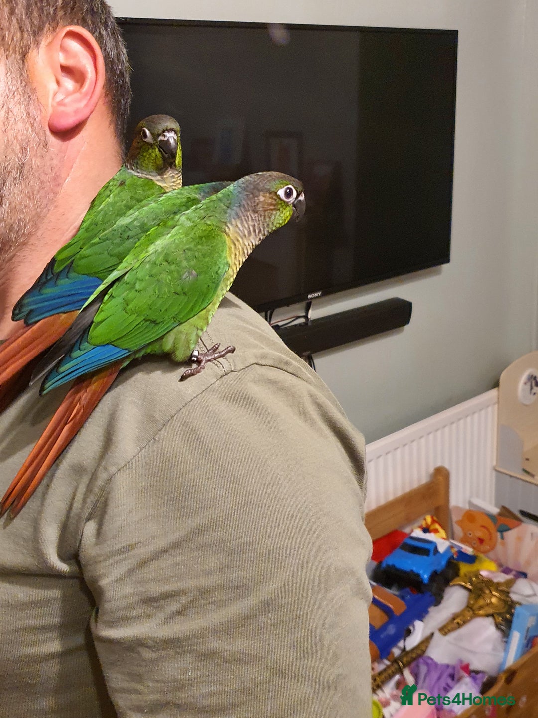 Conures birds for sale: Handreared conures - Image 2