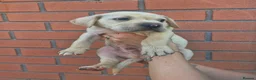 Mixed Breed dogs for sale: Labrador x american bulldog  - Advert 11