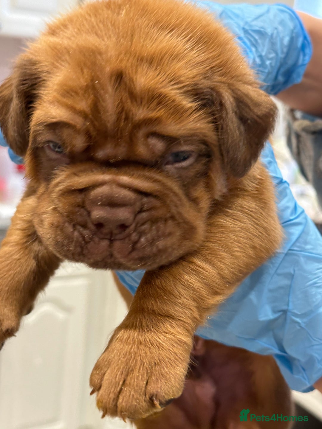 Dogue De Bordeaux dogs for stud: Kc registered Beautiful dogue for stud !! in Rochdale - Advert 7