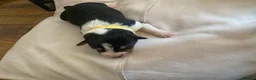 Mixed Breed dogs for sale: Beautiful Border Jack Puppies for Sale 🐶 - Advert 8