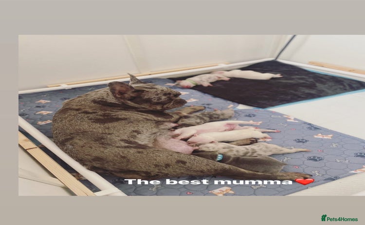 French Bulldog dogs - Advert 2