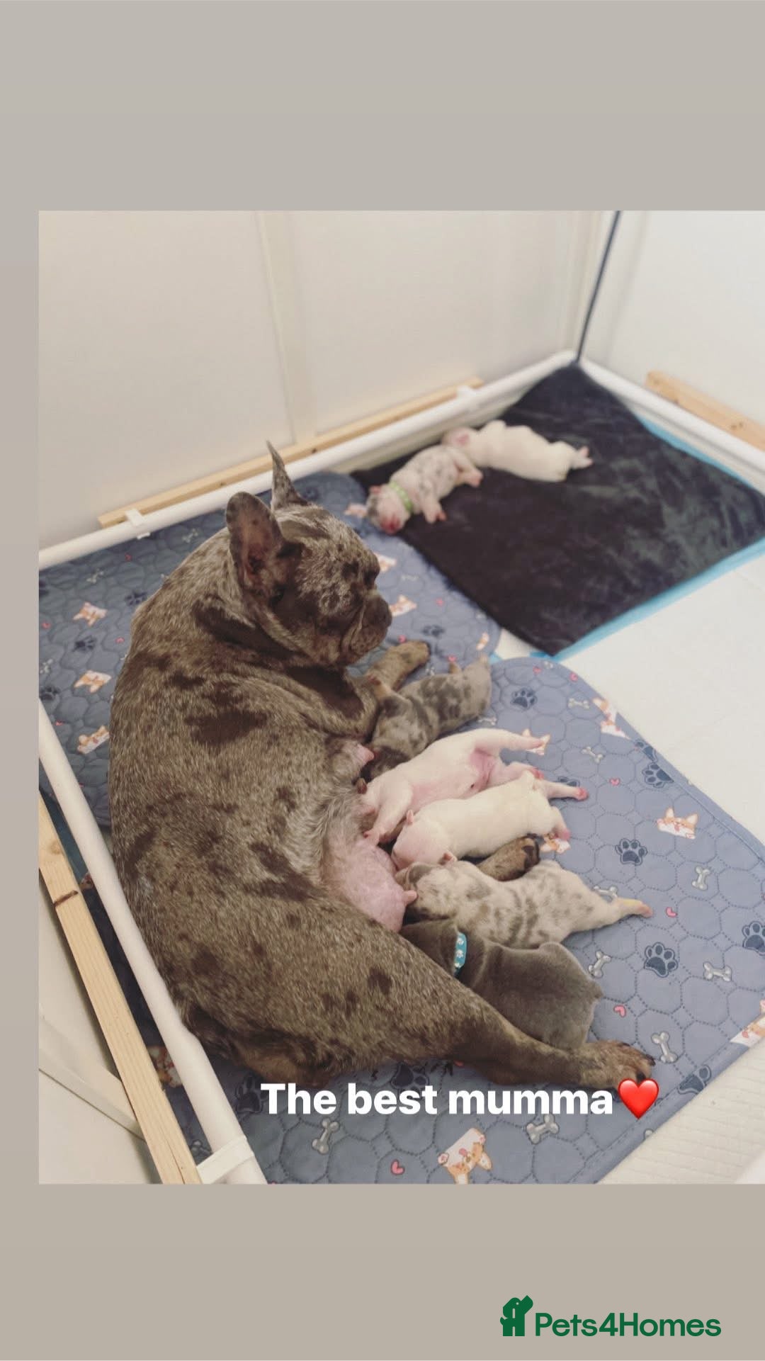 French Bulldog dogs for sale: Frenchie pups  - Advert 1