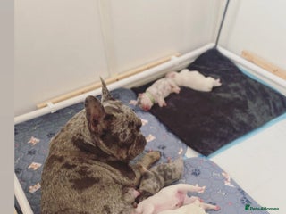 French Bulldog dogs - Advert 33