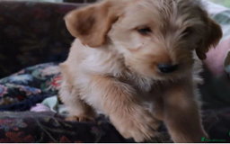 Labradoodle dogs for sale: Lovely Labradoodle Puppies Licenced Breeder - Image 2