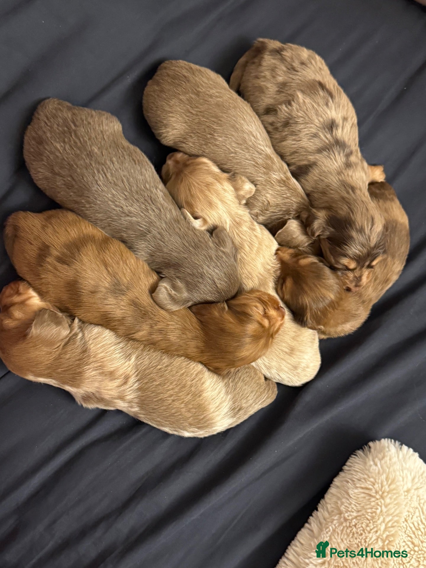 Miniature Dachshund dogs Puppies Long hair miniature dachshund  - Advert 19