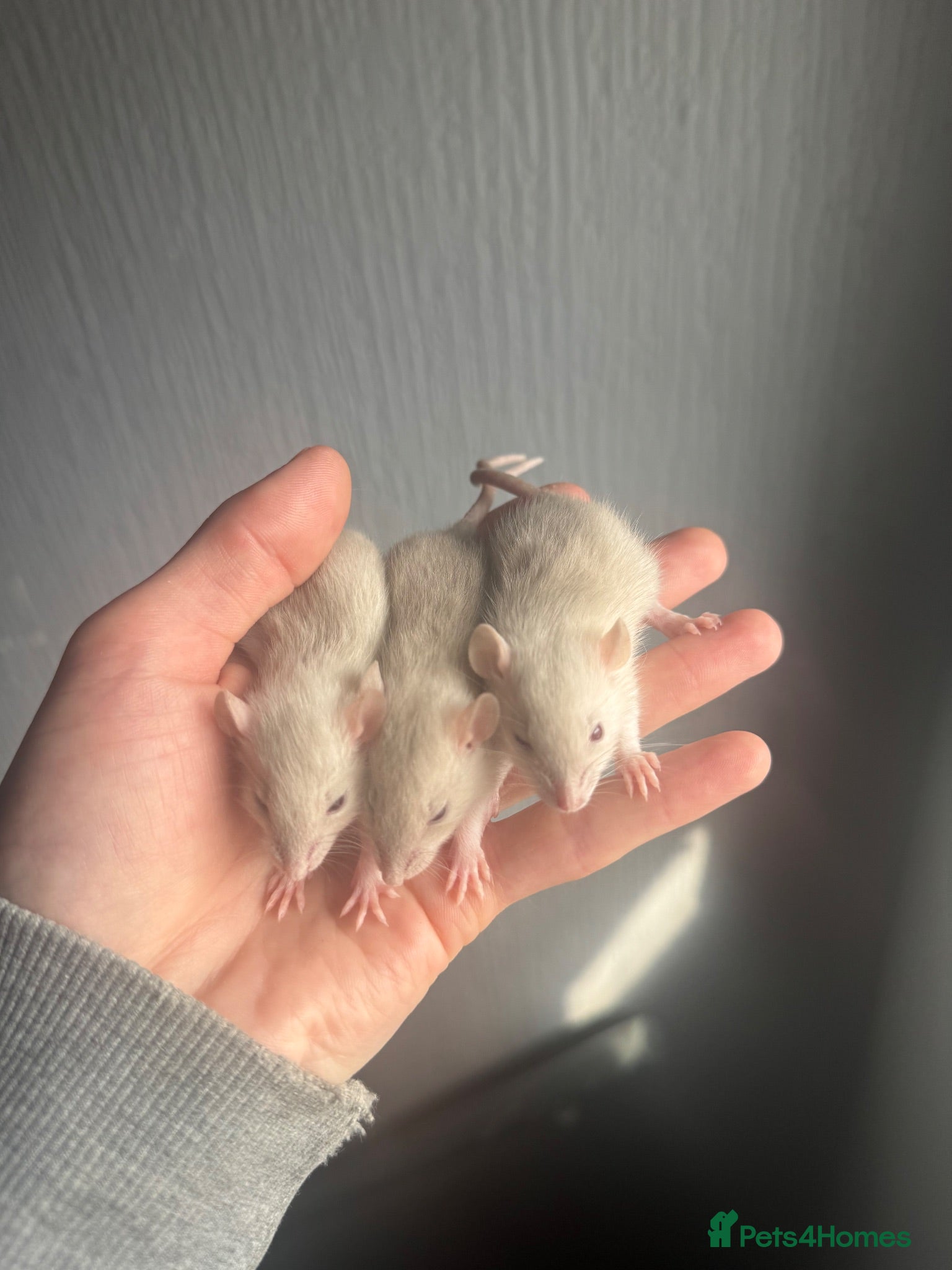 Rat rodents Dwarf rats  - Advert 12