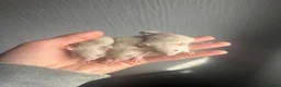 Rat rodents for sale: Dwarf rats  - Advert 1