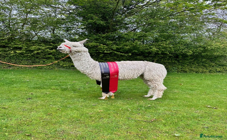 Alpaca livestock in Dereham - Advert 1