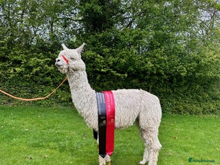 Alpaca livestock in Dereham - Advert 4