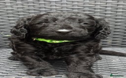 Labradoodle dogs for sale: F1b Miniature Labradoodles  - Image 11