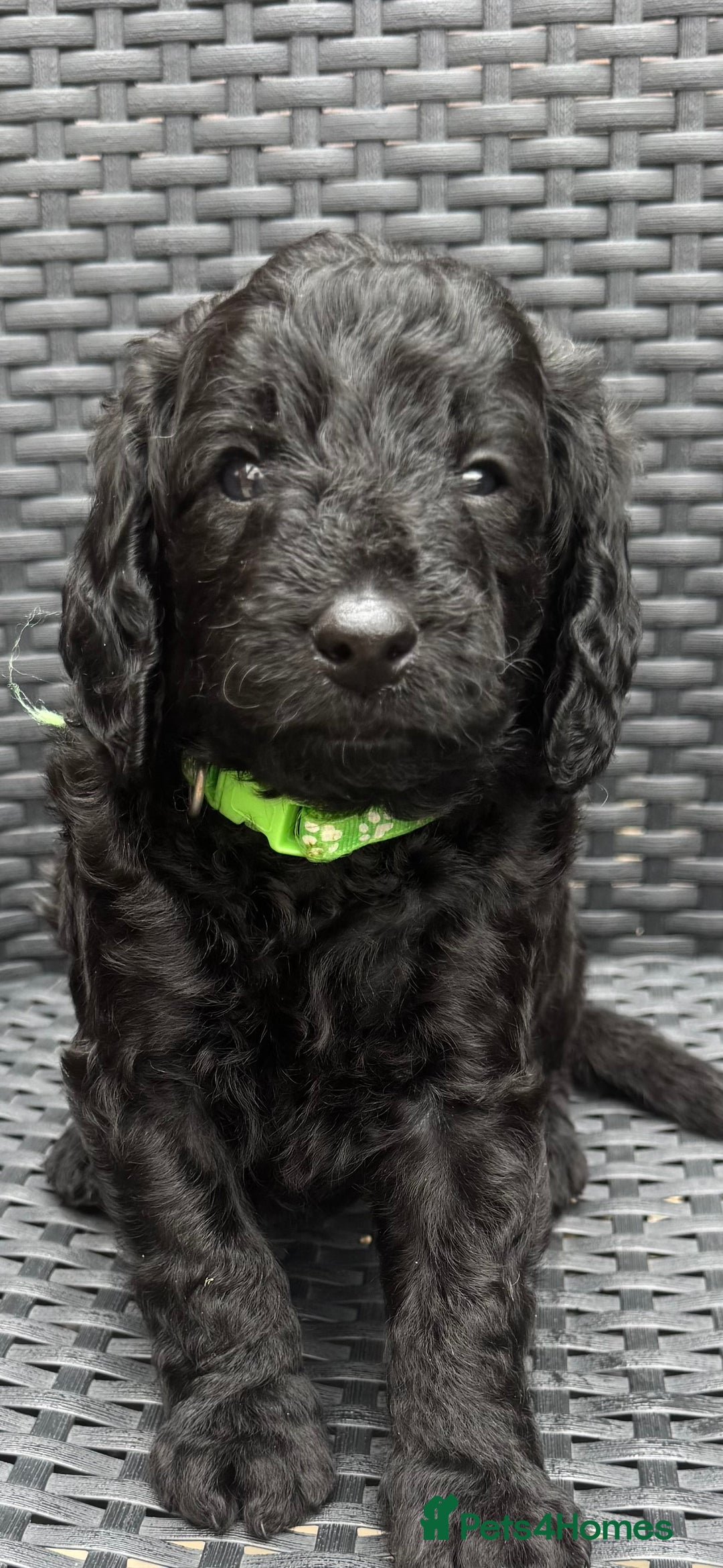 Labradoodle dogs for sale: F1b Miniature Labradoodles  - Image 11