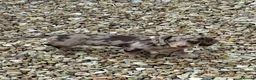 Miniature Dachshund dogs for sale: Gorgeous dapple miniature Dachshund  - Advert 3
