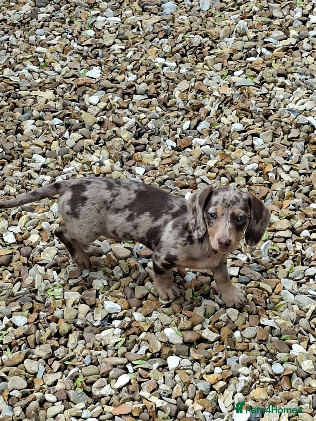 Miniature Dachshund dogs for sale: Gorgeous dapple miniature Dachshund  - Advert 3