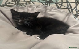 Mixed Breed cats for sale: Maine coon cross ragdoll kittens - Image 14