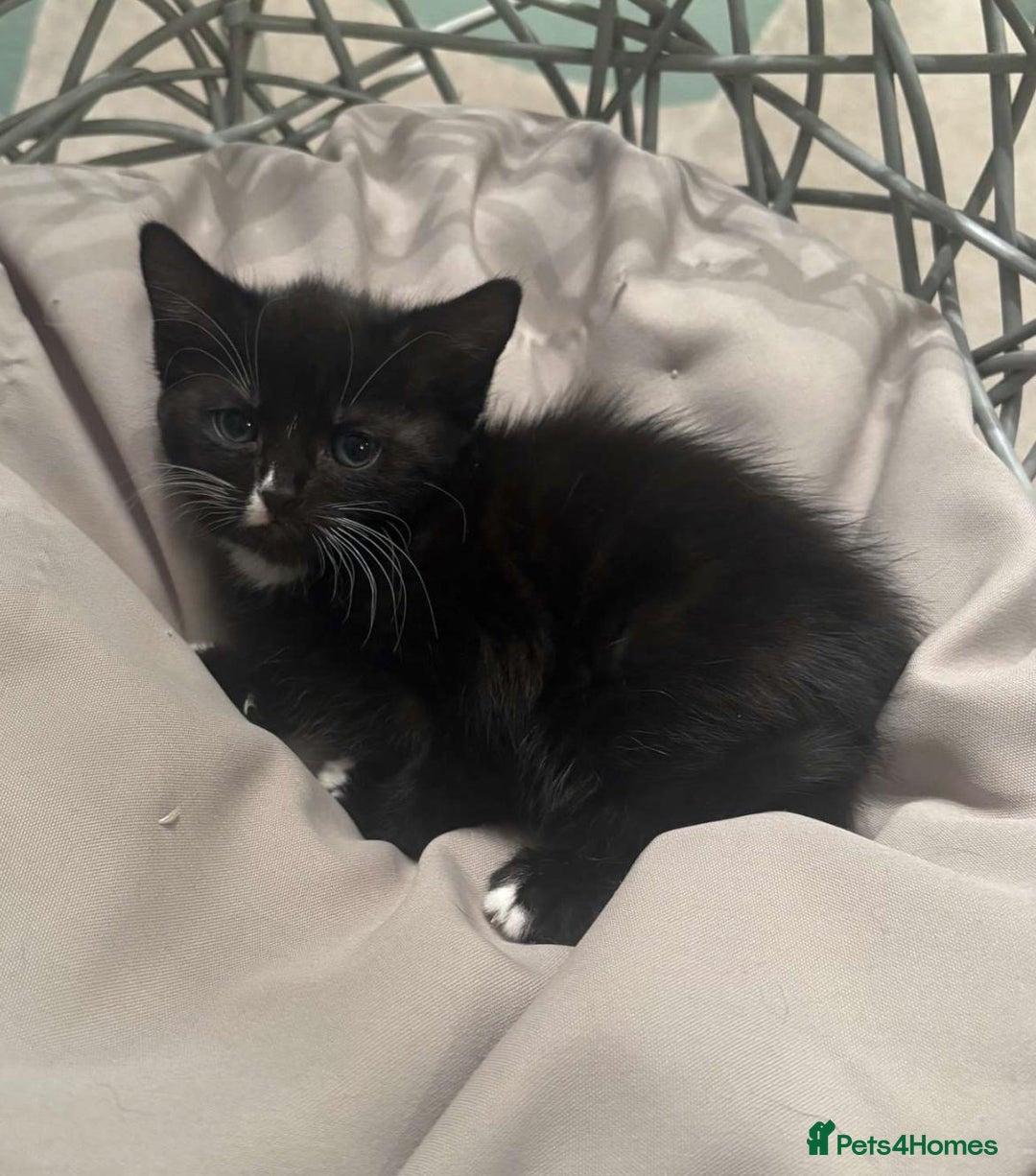 Mixed Breed cats for sale: Maine coon cross ragdoll kittens - Image 14