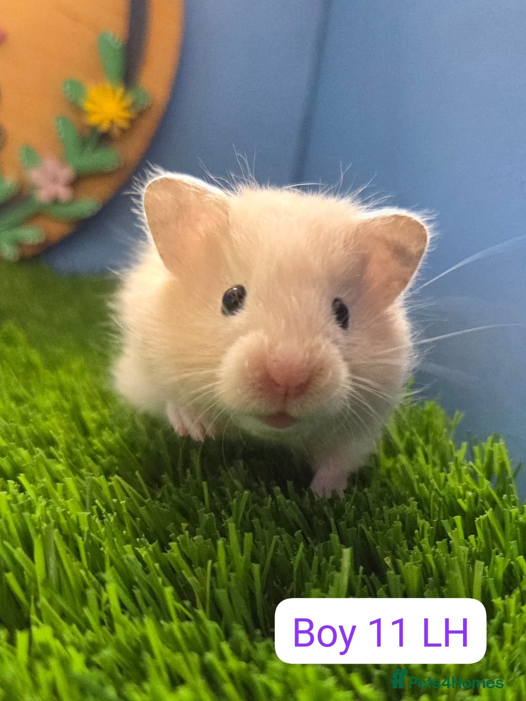 Hamster rodents for sale: Baby Syrian Hamsters Males Boys Females Girls - Image 8