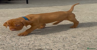 Hungarian Vizsla dogs - Advert 15