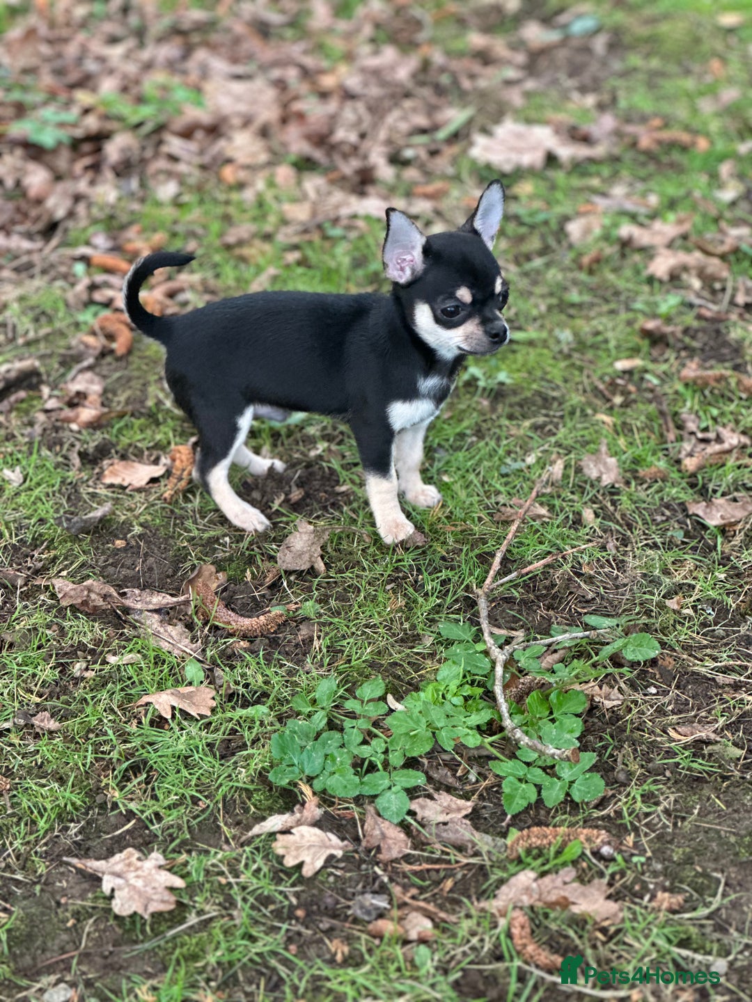 Chihuahua dogs for sale: KC Chihuahuas 🇬🇧 bloodline 5 🌟 - Advert 2