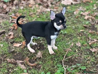 Chihuahua dogs KC Chihuahuas 🇬🇧 bloodline 5 🌟 - Advert 11