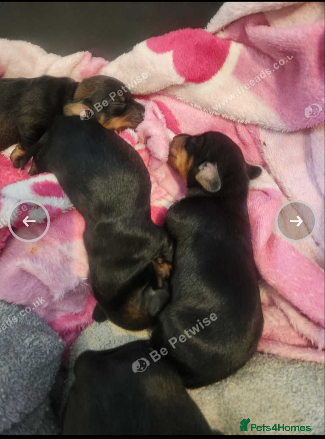 Miniature Dachshund dogs for sale: Boys ready now - Image 8