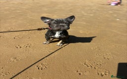French Bulldog dogs for sale: Fluffy ** 5 month old  puppy  - Image 2