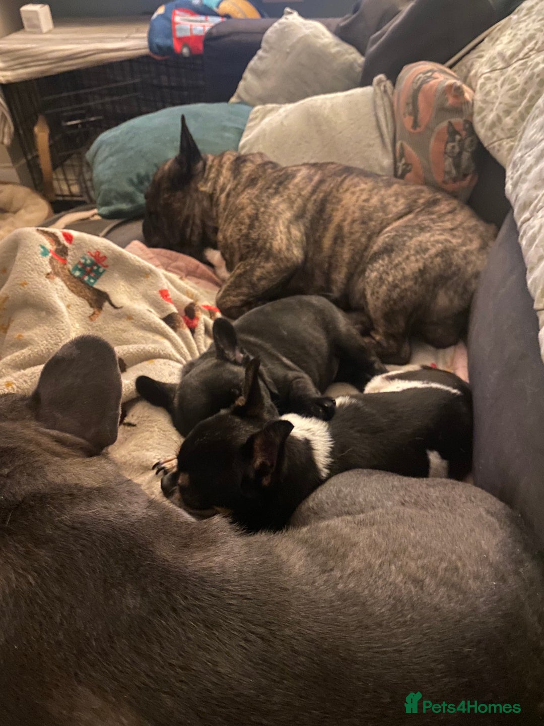 French Bulldog dogs for sale: Adorable male French bulldog puppy ready now - Advert 19