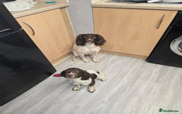 English Springer Spaniel dogs for sale: Female springer for sale  - Image 4