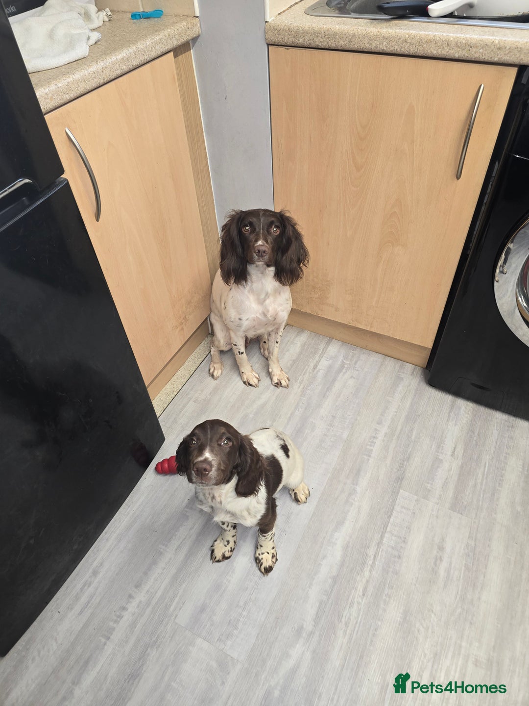 English Springer Spaniel dogs for sale: Female springer for sale  - Image 4