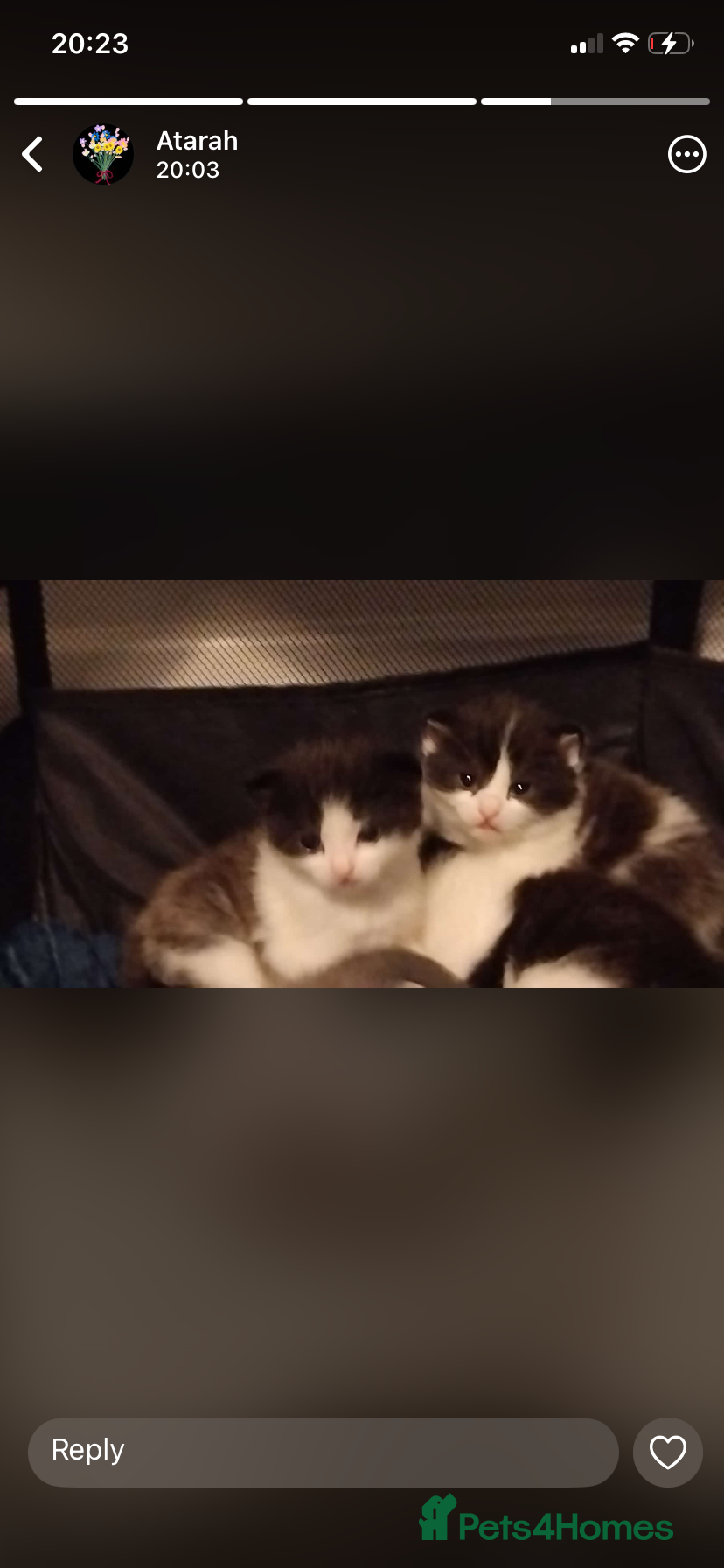 British Shorthair cats Kittens for sale - Advert 1