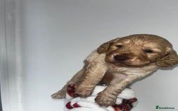 Cockapoo dogs for sale: Beautiful cockerpoo puppies  - Image 18