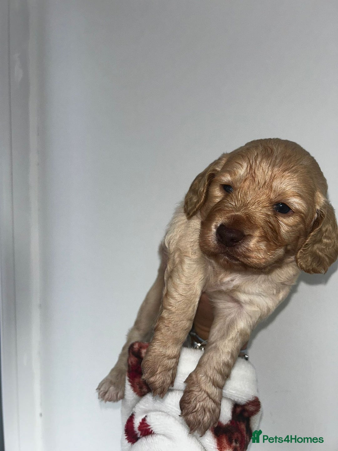 Cockapoo dogs for sale: Beautiful cockerpoo puppies  - Image 18