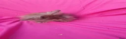 Lionhead rabbits for sale: Lionhead Mini lop  - Advert 1