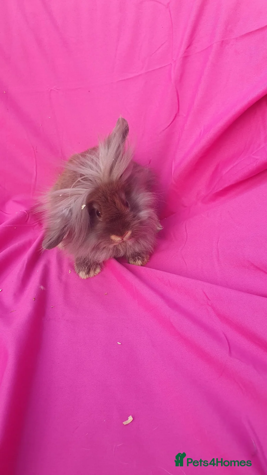Lionhead rabbits for sale: Lionhead Mini lop  - Advert 1