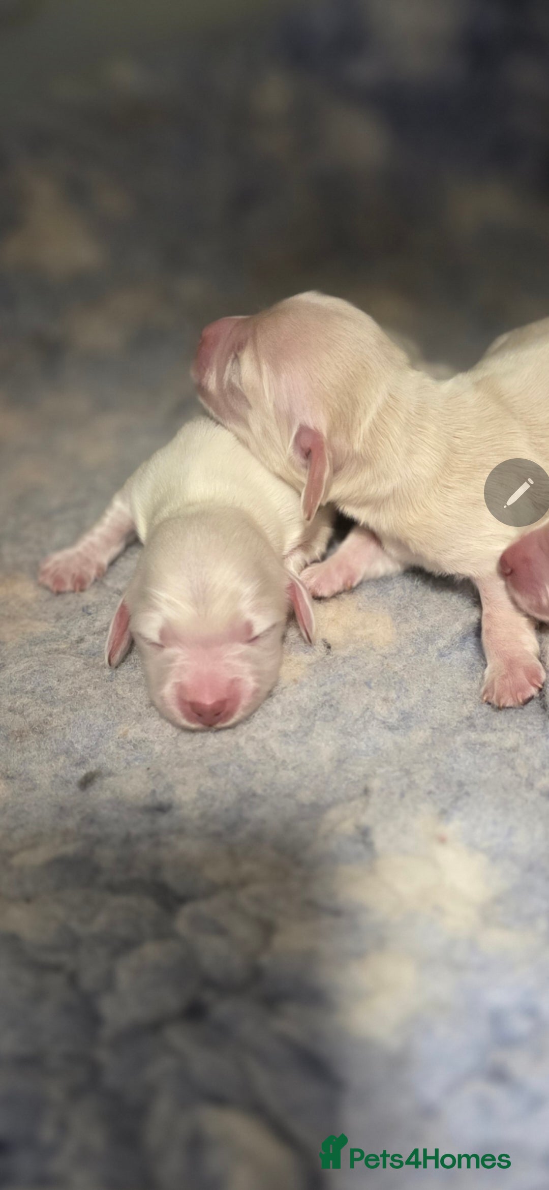 Miniature Dachshund dogs for sale: Exceptional KC White Cream Minature Dachshund  - Advert 3