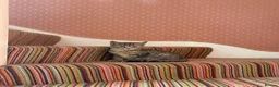 Domestic Shorthair cats for sale: 12 wk old tabby kitten in Corwen - Advert 7