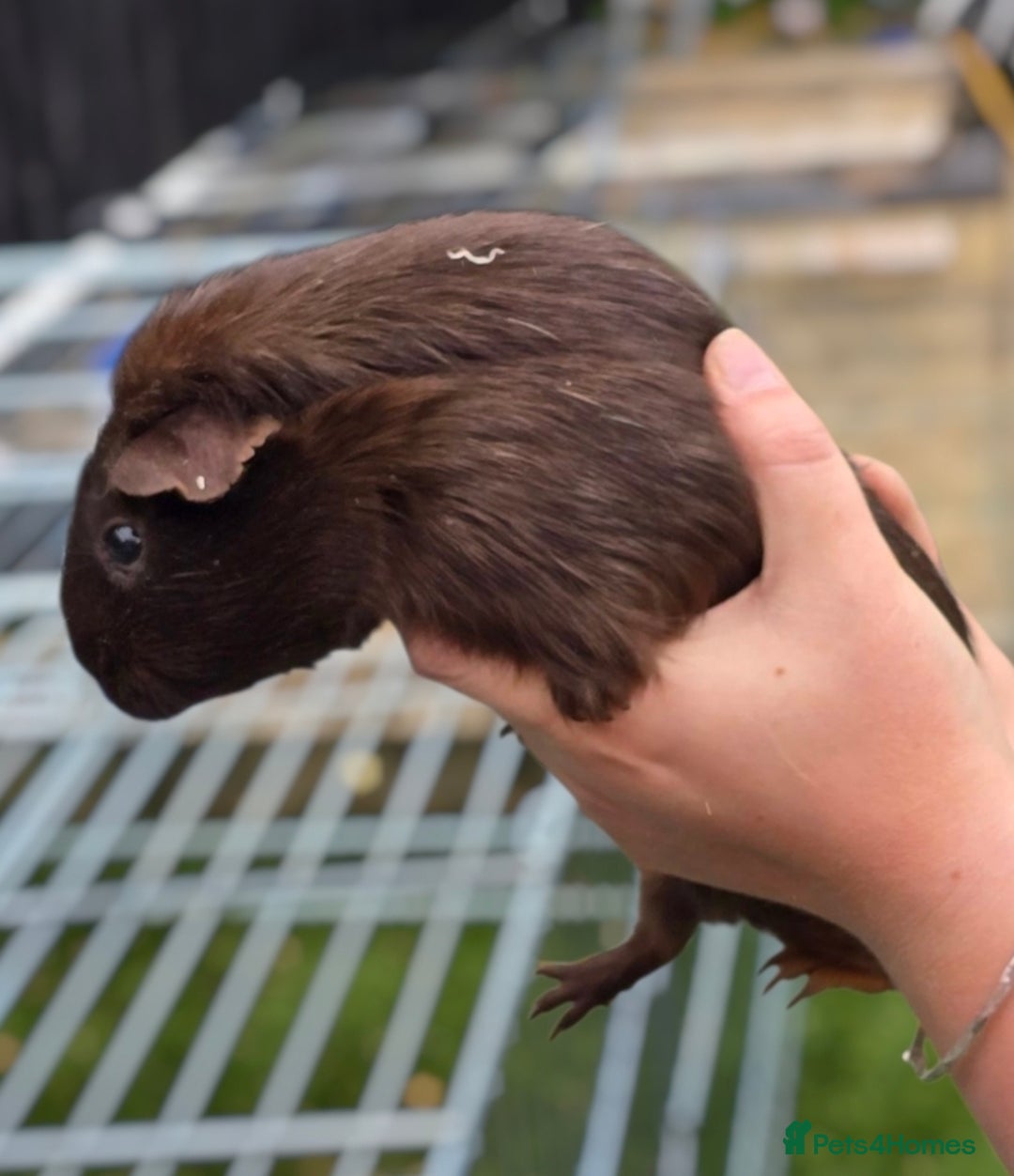 Guinea Pig rodents for sale: Chunky sows for sale  - Image 4