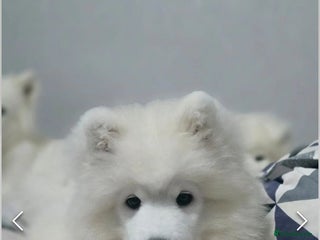Samoyed dogs Beautiful, cheerful Samoyeds. - Advert 3