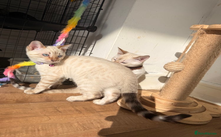 Bengal cats - Advert 3