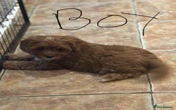 Cavapoo dogs for sale: Cavapoo Pups  - Image 14