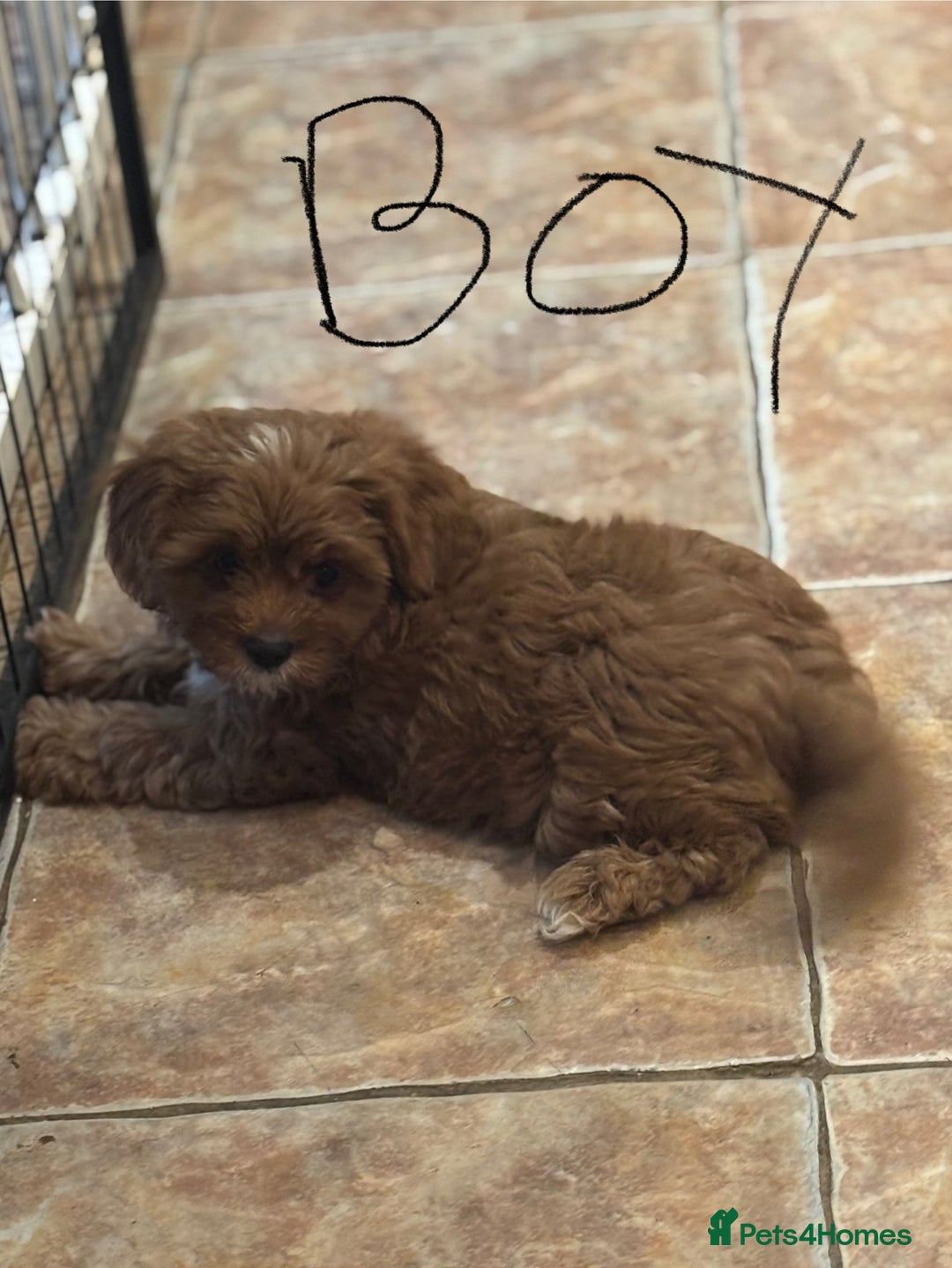 Cavapoo dogs for sale: Cavapoo Pups  - Image 14