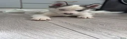 Siberian Husky dogs for sale: Siberian Huskies  - Advert 3